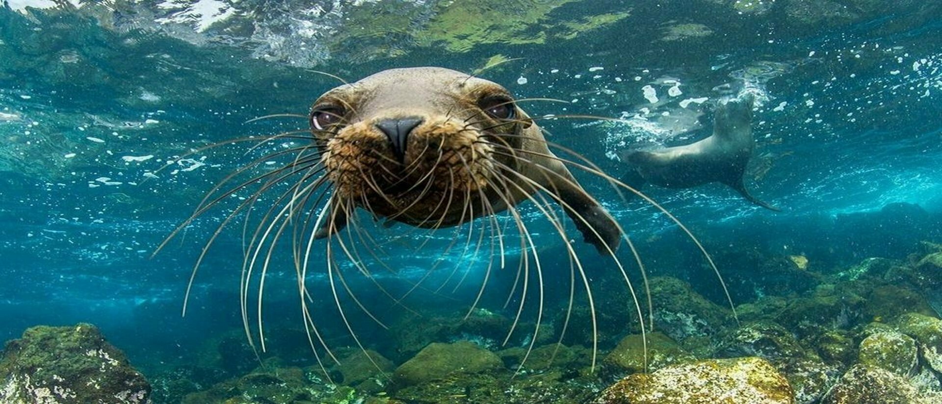 Ecuador e Galapagos